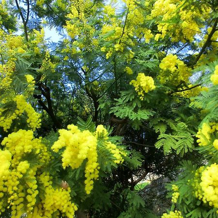 B&B La Palma Camporosso  Luaran gambar