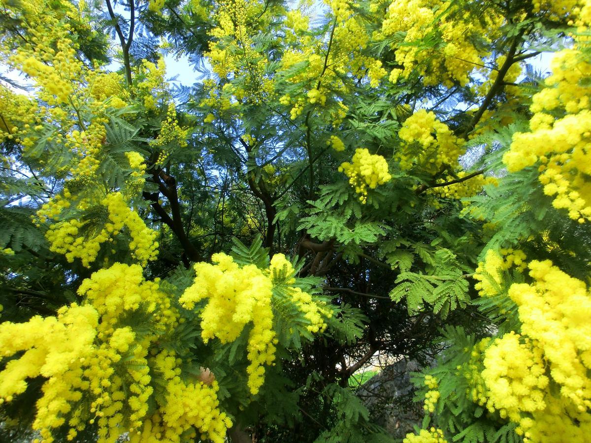 B&B La Palma Camporosso  Luaran gambar